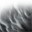 �῵רҵ�ڰ׽�Ƭ�˾����(NikSoftware Silver Efex Pro)