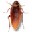 �������(Cockroach on Desktop)
