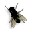 butterfly on desktop(�������ư���Ӭ��������)