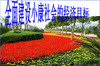 ȫ�潨��С�����������PPTģ��
