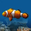 梦幻3D热带鱼水族箱屏保(Marine Aquarium)