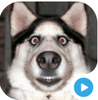 ��ĬЦ��app