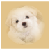 ����ָ����app
