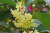 �������PPT�μ�