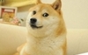doge���ܰ�����