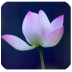 Ӣ����ĸ��׿app