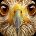Animal Sounds(�����ǽ�Animals Sound Box PRO)V3.1��׿��