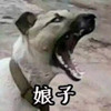 doge����ͷ��