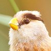 �Ϻ�Ұ��app