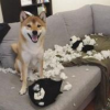 ˵��������ܲ��ű����