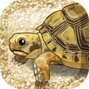 Tortoise(ĺʽ)v1.0 ׿