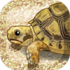 Tortoise(ĺʽ)