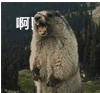 ���������gif�����