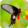 ��װ��԰app