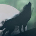 Wolf SimulatorԴ޸