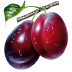 ÷������Сѧpep��
