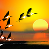 ���󶽰�app