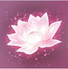 Lotus(���������ֻ���)