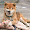 ���ĺ��޲�������Ȯϵ�б����