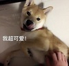 ��Ȯ����ģ�������ֱ����