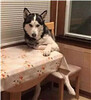 ������ЦͼƬ�����