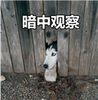 ��ʿ�氵�й۲�����