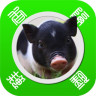 ��������app