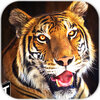 Super Tiger Sim 2017(�����ͻ���Ϸ���İ�)
