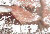 ��ҹ�Ŷ���������