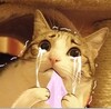 è���ЦgifͼƬ�ϼ�