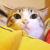 è�䶯̬����ͼƬ������
