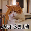 ɥ����è�մ��ȿɰ�������ϼ�
