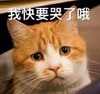 �����èū�����
