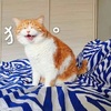 Ц��������ٶ��ĺ����޽ڲٱ�����ز�