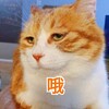����Ҳ��˥��è������