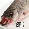 ����ϵ�б����