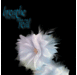 video live wellpaper free��׿�ٷ�app