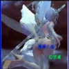 ħ��֮ս1.7��ʽ�桾����Ӣ�����롿