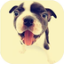 ��������app