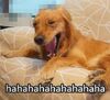 ��ëhaha�����