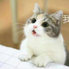 è�������gif�����ն�̬�����ȫ����ˮӡ(��δ����)