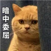 ����ί����è�����ͼƬ