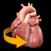 Heart 3D Atlas of Anatomy for mac