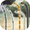 �����İ�����԰Garden Eel