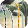 Garden Eel(�����Ļ�԰��������Ϸ)