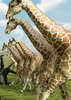 ������ģ����Beast Battle Simulator