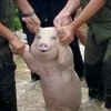 ��̨�������ȳ��������ı����