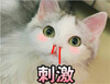 �ɰ�èè�������ˮӡ��