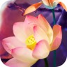 ��Ȼ����̬��ֽ��Ѱ�(Lotusin Bloom)(��δ����)