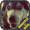 ���ڽ���(Dog Whistle Trainer )